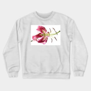 Lily Crewneck Sweatshirt